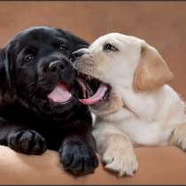 Щенки лaбрадoрa. Верный друг!, в Санкт-Петербурге