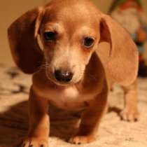 Такса Биробиджан, в Биробиджане