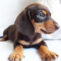 Такса Абакан, в Абакане