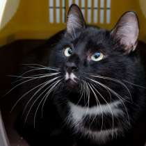 Осторожный Ларош, в Москве