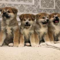 Акита ину щенки, в Москве