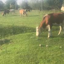 Коровы, в Владикавказе