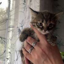 Котята, в Луховицах