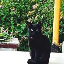 Чёрная кошечка в добрые руки, в г.Минск