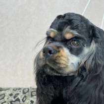 Американский кокер спаниель, в Москве