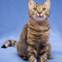 Очаровательная полосатая кошечка Джуля в добрые руки, в Москве