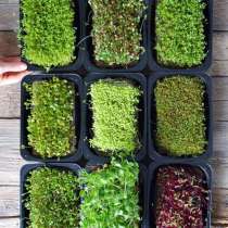 Микрозелень, в Липецке