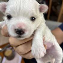 Щенки мальтийской болонки, в Ангарске