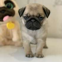 Мопс Щенки, в Самаре