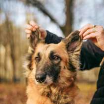 Принцесса Сента ищет дом!, в Москве