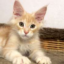 Maine Coon Male Kentucky, в г.ВИЕСИТЕ