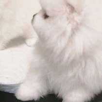 Померанский шпиц мини девочка мишка ждёт новую семью, в г.Варшава