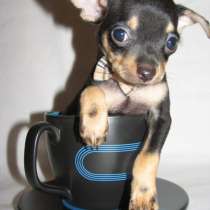 Той терьер Биробиджан, в Биробиджане