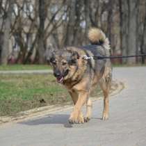 Чудесная, умная, воспитанная собака Кристи в добрые руки, в г.Москва