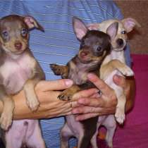 Той-терьер Набережные Челны, в Набережных Челнах