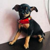 Той-терьер Томск, в Томске