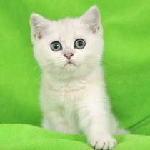 Британские серебристые шиншилы, в Москве