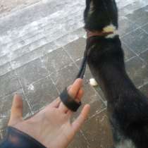 Собака ищет заботливых хозяев, в Орехово-Зуево