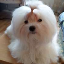 Продаются щенки, в Санкт-Петербурге