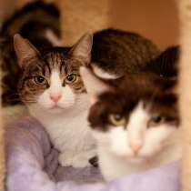 Очаровательная Масяня ищет дом и самых добрых людей, в Москве