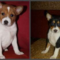 Шикарные дети с отличной родословной РКФ, в Санкт-Петербурге