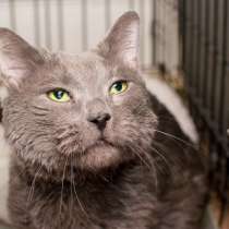 Кот Грейсман, в Москве