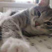 Милый полосатый котенок Монти в добрые руки, в г.Москва