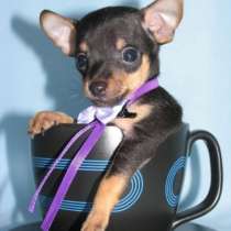 Той-терьер Мариэл, в Йошкар-Оле