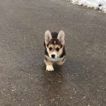 Welsh corgi pemproke, в Москве