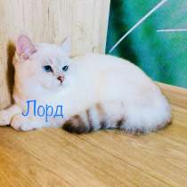 Голубоглазый котенок Лорд, в Самаре
