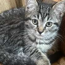 Кошечка, в Перми