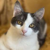 Замечательный котенок Лунтик ищет дом!, в г.Москва