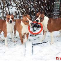 Щенки американского стаффордширтерьера, в Москве