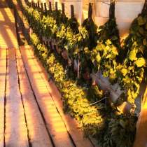 Березовые веники, в Череповце