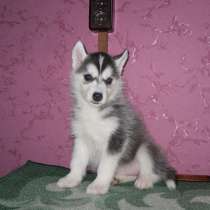 Щенок хаски - девочка, в Москве