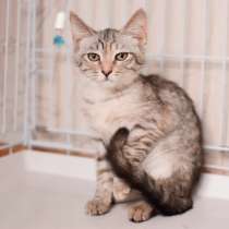 Застенчивая милашка Принцесса ищет дом, в Москве