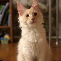 Котята и коты Мейн-кун, в г.Берлин