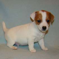 Джек расел Геленджике, в Геленджике