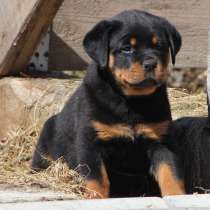 Ротвейлер Уфа, в Уфе