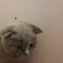 Котята чистокроаные шотландцы, в Липецке
