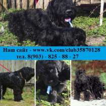Офигенные щенята чёрного терьера, в Архангельске
