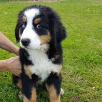 Продаю щенка, Берна, в Москве