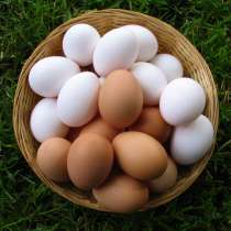 Продам куриные яйца десяток 90 р Минусинск шушенская 10 т, в Минусинске
