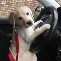 Щенки лабрадора, в Москве