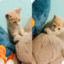 Котенок, в Москве