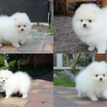 Шпиц Щенки, в Казани