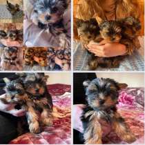 Йорк ЩЕНКИ, в Казани