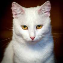 Отдам даром Красавица Белочка домашняя кошечка в дар, в Москве