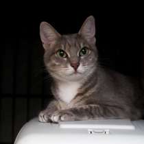 Разыскивается хозяин для кошки Эвиты, в Москве