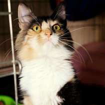 Пестрая красавица Джун в поисках любящей семьи, в Москве